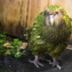 The rightful winner, covered in glory (and feathers).